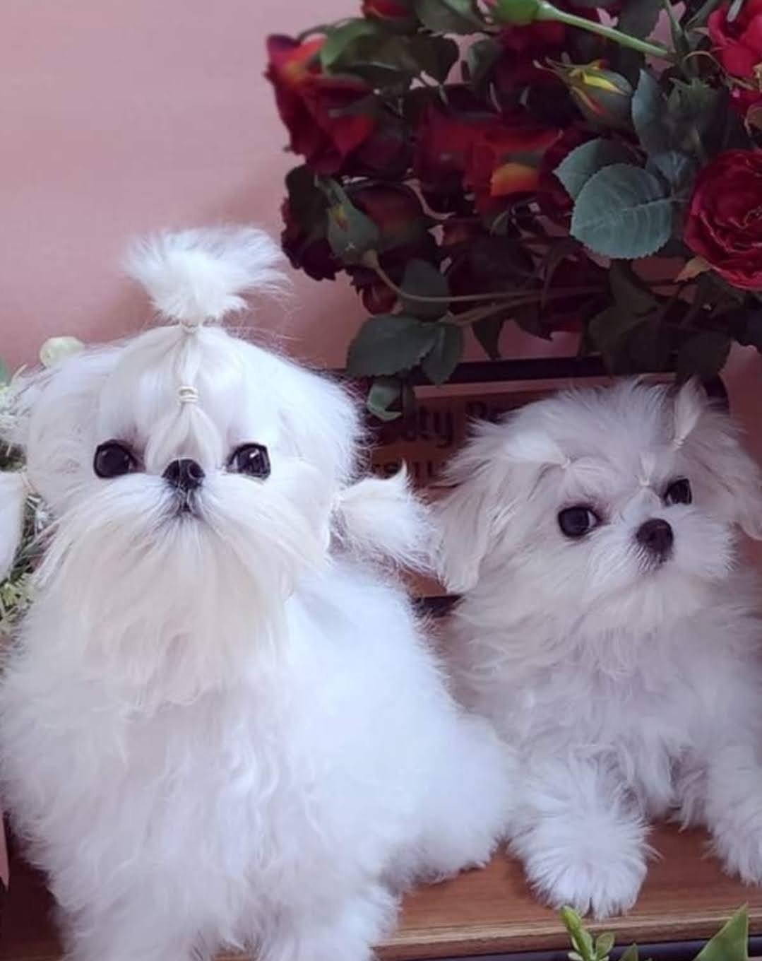 Maltese puppy