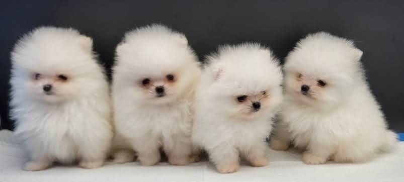 Pomeranians puppy