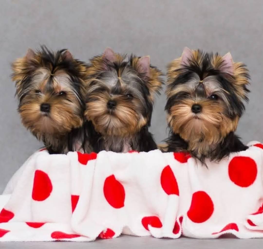 Yorkies puppy