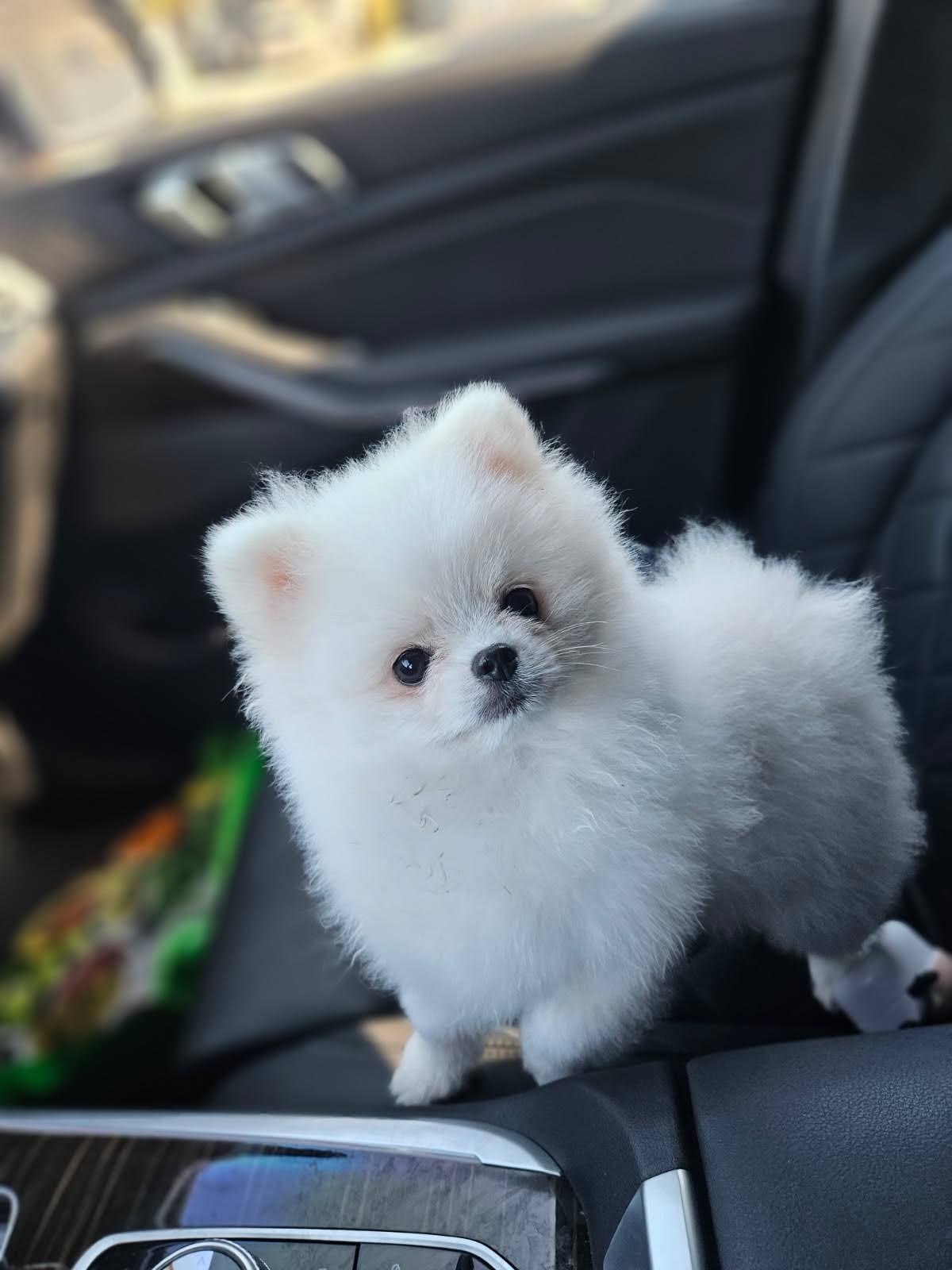 Puppies raised at home with family